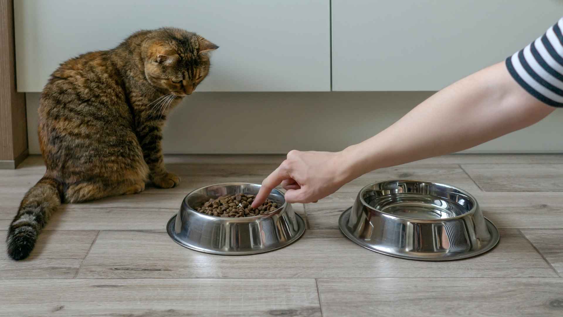 gato no quiere pienso